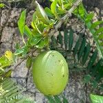 Crescentia mirabilis Fruit