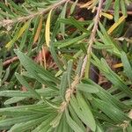Banksia vincentia Leaf