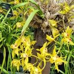 Cymbidium lowianum Květ