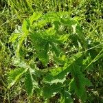 Cnidoscolus angustidens Hoja
