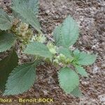 Forsskaolea procridifolia Alkat (teljes növény)