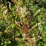 Lespedeza cuneata Flower