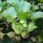 Eichhornia crassipes Habit