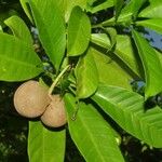 Voacanga africana Blad