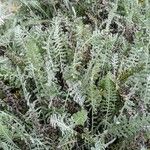 Achillea clypeolata Feuille