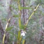 Dendrobium taeniocaule