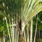 Dypsis decaryi Ліст