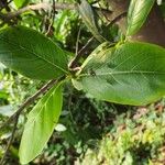 Artocarpus heterophyllus 葉