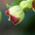 Helleborus foetidus Floare