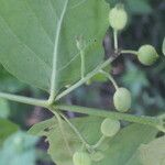 Chiococca alba Fruit