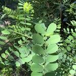 Indigofera heterantha Leaf