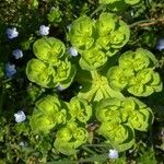 Euphorbia helioscopia Flor