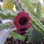 Huernia schneideriana Lorea