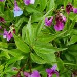 Lathyrus vernus Fuelha