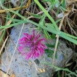 Trifolium purpureum Blomst