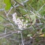 Mikania scandens Flors