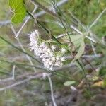 Mikania scandens Blüte