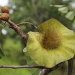 Pterocarpus angolensis Fruto