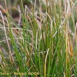 Eleocharis bonariensis Habit