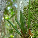 Dendrobium sylvanum Hàbitat