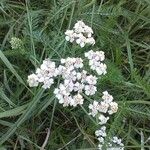 Achillea millefoliumFlower