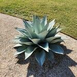 Agave ovatifolia List