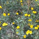 Dendromecon harfordii ഇല