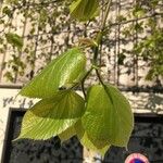 Tilia platyphyllos Folha