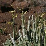 Ceropegia dichotoma Habit