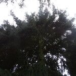 Picea orientalis Облик