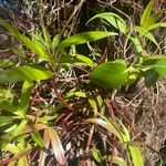 Dendrobium kingianum Rinde