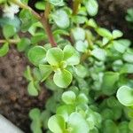 Portulacaria afra Hoja