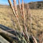 Andropogon gerardi Leaf