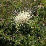 Cynara humilis Květ