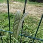 Ipomoea setifera Ліст