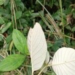 Mussaenda erythrophylla Листок