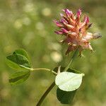 Trifolium physodes Flower