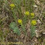 Euphorbia seguieriana Hábito