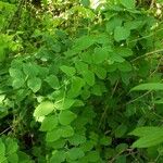 Vicia pisiformis Blatt