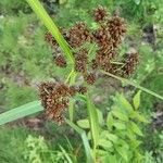 Scirpus atrovirens Květ