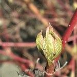 Cornus sericea Leaf