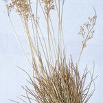 Agrostis rupestris Elinympäristö