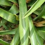 Aechmea distichantha Leaf