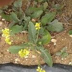 Sinapis arvensis Likasa