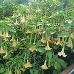 Brugmansia aurea Květ