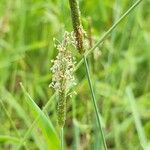 Alopecurus geniculatus Flower