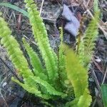 Lindsaea stricta Habitus