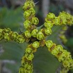 Euphorbia cooperi Квітка