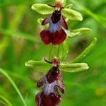 Ophrys insectifera Λουλούδι