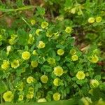 Trifolium campestre Blüte